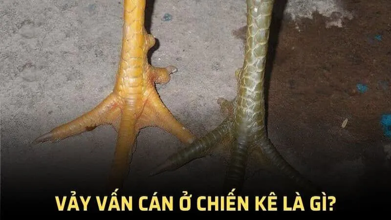 Một số loại vảy gà tốt kê sư nên biết