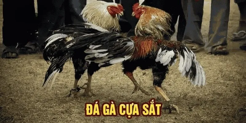 Tổng hợp các quy tắc cần biết khi tham gia đá gà cựa sắt