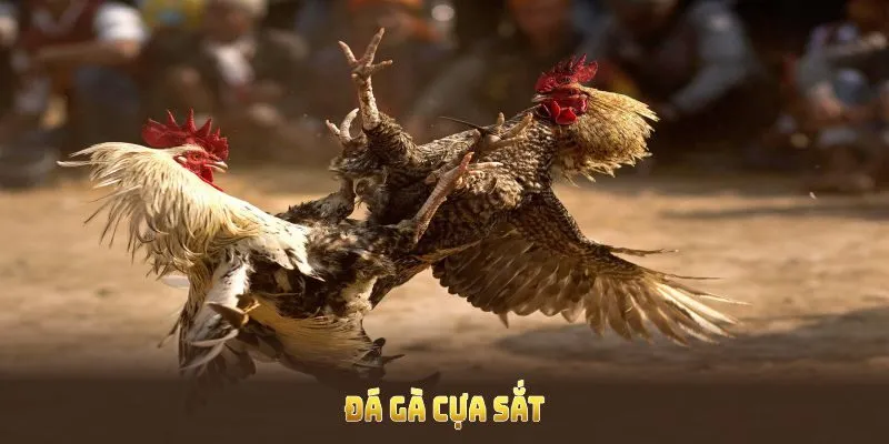 Tại sao đá gà cựa sắt lại hấp dẫn người chơi đến vậy?